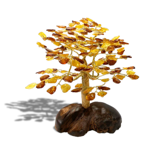 琥珀樹(發財樹) Amber fortune tree