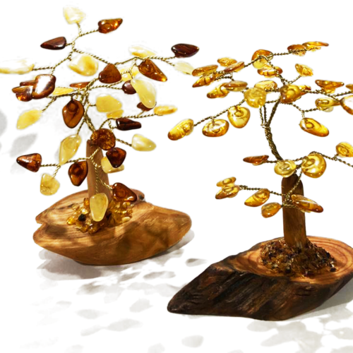 琥珀樹(發財樹) Amber fortune tree